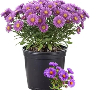 Purple Aster Live Plant – Perennial Flowers, 5-7 Inches Tall, Outdoor - Image 3