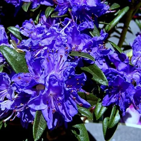Purple Azalea Live Plant – Outdoor Shrub – 9 Months Old – Vibrant Color - Image 1