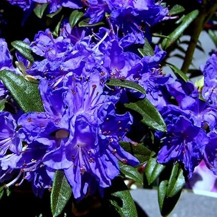 Purple Azalea Live Plant – Outdoor Shrub – 9 Months Old – Vibrant Color - Image 5