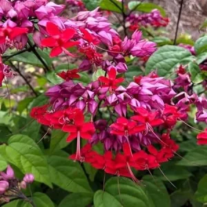 Purple Bleeding Heart Clerodendrum Live Vine Plant - 4-8 Inch Tall, Outdoor - Image 6