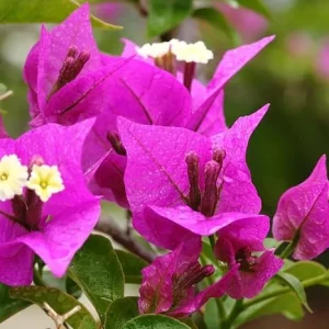 Purple Bougainvillea Live Plant, Perennial Flowering Vine, Rooted Starter 6-8 Inches - Image 1
