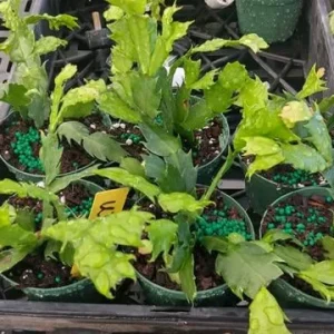 Purple Christmas & Thanksgiving Cactus Live Plants - 2-Pack, 4-6