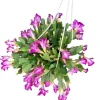 Purple Christmas & Thanksgiving Cactus Live Plants - 2-Pack, 4-6" Tall Indoor - Image 1