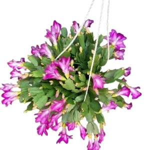 Purple Christmas & Thanksgiving Cactus Live Plants - 2-Pack, 4-6