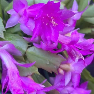 Purple Christmas & Thanksgiving Cactus Live Plants - 2-Pack, 4-6