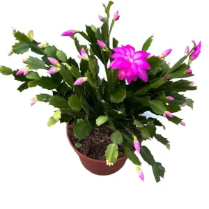 Purple Christmas & Thanksgiving Cactus Live Plants - 2-Pack, 4-6