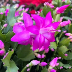 Purple Christmas & Thanksgiving Cactus Live Plants - 2-Pack, 4-6