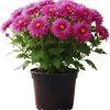 Purple Chrysanthemum Live Plants – 2-Pack, 4-6 Inches Tall – Garden & Patio Mums - Image 1