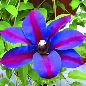 Purple Clematis Vine Live Plant - Fragrant Perennial Flowers in 2.5 Inch Pot - Image 1