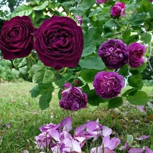 Purple Climbing Rose Live Plant Bare Root, 7-12 Inch Tall, Cold Hardy Outdoor Bush - Image 2