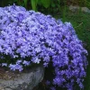 Purple Creeping Phlox Live Plant – Perennial – 4 to 6 Inch Starter Plant - Image 1