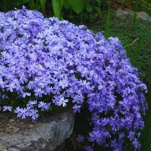 Purple Creeping Phlox Live Plant – Perennial – 4 to 6 Inch Starter Plant - Image 1