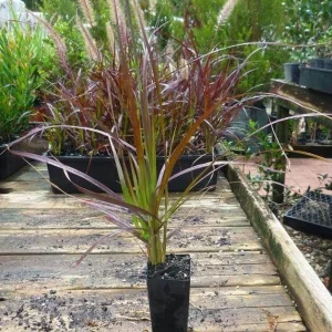 Purple Fountain Grass Live Plant - Pennisetum Rubrum - Set of 3 Starter Plants, 5-9
