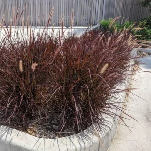 Purple Fountain Grass Live Plant - Pennisetum Rubrum - Set of 3 Starter Plants, 5-9