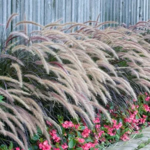Purple Fountain Grass Live Plant - Pennisetum Rubrum - Set of 3 Starter Plants, 5-9