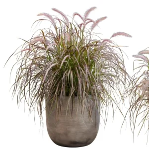 Purple Fountain Grass Live Plant - Pennisetum Rubrum - Set of 3 Starter Plants, 5-9