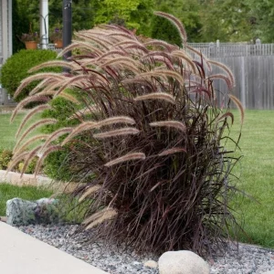 Purple Fountain Grass Live Plant - Pennisetum Rubrum - Set of 3 Starter Plants, 5-9