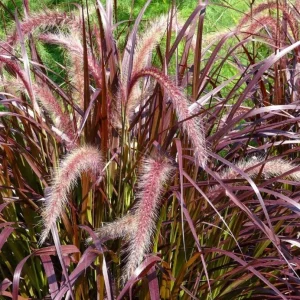 Purple Fountain Grass Live Plant - Pennisetum Rubrum - Set of 3 Starter Plants, 5-9