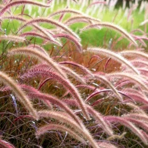 Purple Fountain Grass Live Plant - Pennisetum Rubrum - Set of 3 Starter Plants, 5-9