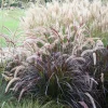 Purple Fountain Grass Live Plant - Pennisetum Rubrum - Set of 3 Starter Plants, 5-9" Tall, Ornamental Grasses - Image 1