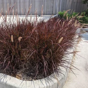 Purple Fountain Grass Live Plant - Pennisetum Setaceum Starter - 5-9 Inch Tall Ornamental Grass - Image 10