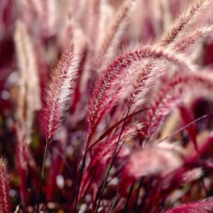 Purple Fountain Grass Live Plant - Pennisetum Setaceum Starter - 5-9 Inch Tall Ornamental Grass - Image 2