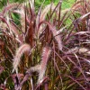 Purple Fountain Grass Live Plant - Pennisetum Setaceum Starter - 5-9 Inch Tall Ornamental Grass - Image 1