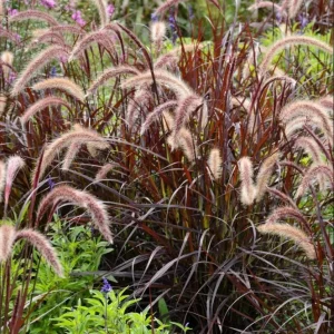 Purple Fountain Grass Live Plant - Pennisetum Setaceum Starter - 5-9 Inch Tall Ornamental Grass - Image 4