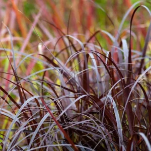 Purple Fountain Grass Live Plant - Pennisetum Setaceum Starter - 5-9 Inch Tall Ornamental Grass - Image 6