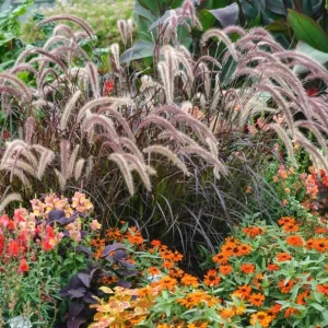 Purple Fountain Grass Live Plant - Pennisetum Setaceum Starter - 5-9 Inch Tall Ornamental Grass - Image 7
