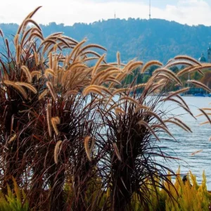 Purple Fountain Grass Live Plant - Pennisetum Setaceum Starter - 5-9 Inch Tall Ornamental Grass - Image 8