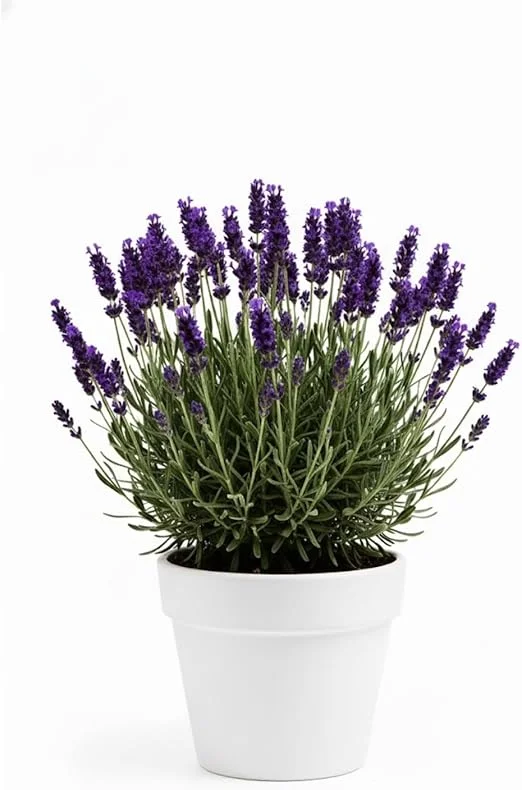 Purple French Lavender Live Plant – 4 inch Pot – Fragrant Herb for Garden & Container - Image 3