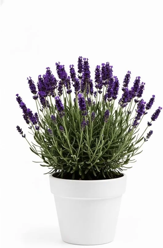 Purple French Lavender Live Plant – 4 inch Pot – Fragrant Herb for Garden & Container - Image 6