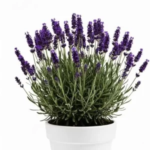 Purple French Lavender Live Plant – 4 inch Pot – Fragrant Herb for Garden & Container - Image 1