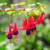 Purple Fuchsia Live Plant - Hardy Outdoor Flower, 3-4'' Tall, Single Bloom - Image 1