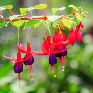 Purple Fuchsia Live Plant - Hardy Outdoor Flower, 3-4'' Tall, Single Bloom - Image 1