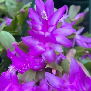 Purple Holiday Cactus Live Plant - Thanksgiving & Christmas Cactus, 4-6