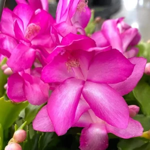 Purple Holiday Cactus Live Plant - Thanksgiving & Christmas Cactus, 4-6