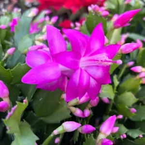 Purple Holiday Cactus Live Plant - Thanksgiving & Christmas Cactus, 4-6