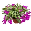 Purple Holiday Cactus Live Plant - Thanksgiving & Christmas Cactus, 4-6" Tall Indoor Succulent - Image 1
