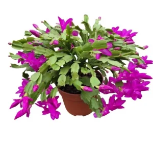 Purple Holiday Cactus Live Plant - Thanksgiving & Christmas Cactus, 4-6