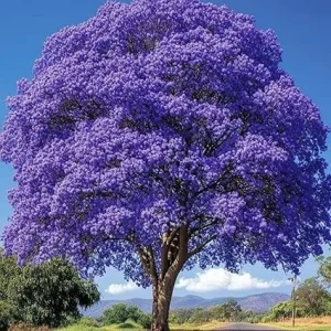 Purple Jacaranda Live Plant – 6-12'' Tall Flowering Tree – Outdoor - Image 3