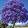 Purple Jacaranda Live Plant – 6-12'' Tall Flowering Tree – Outdoor - Image 1