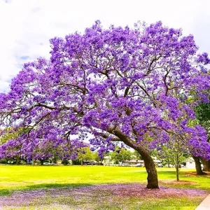 Purple Jacaranda Tree Live Plant - Jacaranda Mimosifolia - 7-12 Inch Tall - Outdoor - Image 4