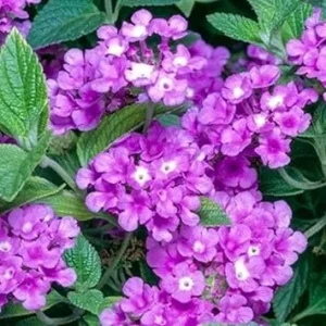 Purple Lantana Live Plants, 5-9 Inches Tall, Outdoor, Bare Root - Image 7