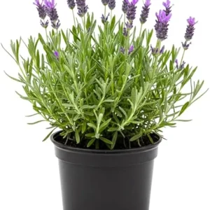Purple Lavender Live Plant - Lavandula Starter Plant in 4 Inch Pot for Outdoor - Image 6