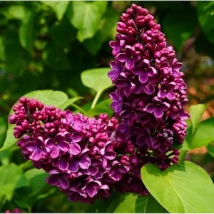 Purple Lilac Live Plant – Fragrant Syringa Flower – 6 to 8 Inch Tall Dormant Starter Plant – Outdoor - Image 1