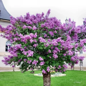Purple Lilac Live Plant – Fragrant Syringa Shrub – 5-7 Inch Tall – Outdoor Perennial - Image 4