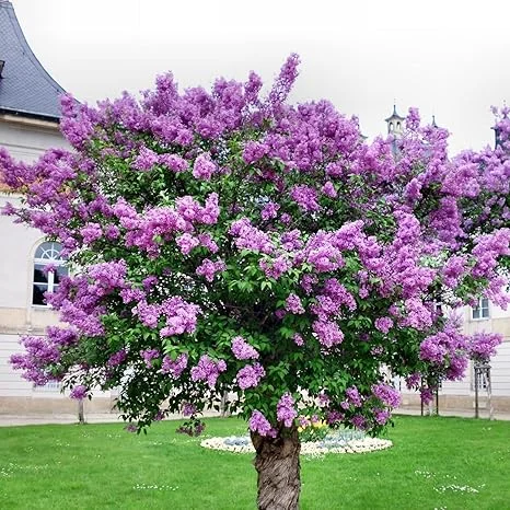Purple Lilac Live Plant – Fragrant Syringa Shrub – 5-7 Inch Tall – Outdoor Perennial - Image 7