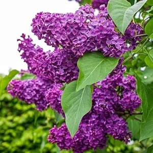Purple Lilac Live Plant – Fragrant Syringa Shrub – 6-10 Inch Tall – Outdoor - Image 5